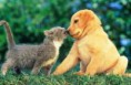/album/fotogaleria/animales-domesticos-jpg/